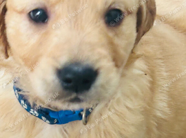 Golden retriever KC puppies