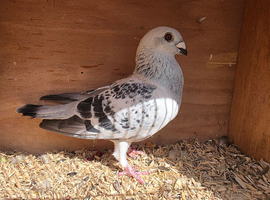 Syrian Pigeons for sale