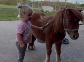 Very small miniature Shetland mare.
