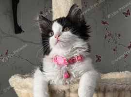 Ragdoll x persian kitten