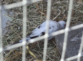Pied Diamond Doves breeding Pair.