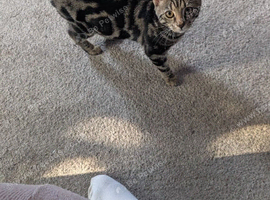 Bengal girl 6 months kitten marbel girl