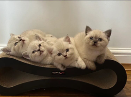 Very rare colour Pure Pedigres BSH female kitten