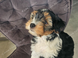 For sale Yorkshire terrier boy 9 weeks