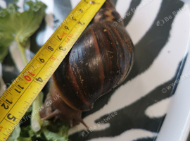 Giant African Land Snails, smaller ones available