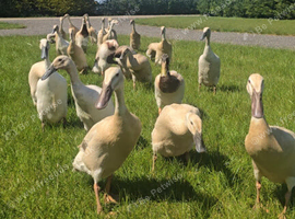Pure Breed Female Indian Runner Ducks Lincolnshire