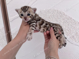 BENGAL KITTENS LOOKING FOR FOREVER HOMES
