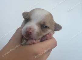 Chihuahua puppies for sale
