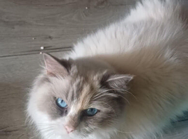 2 year old female ragdoll cat