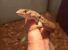Male pygmy mulga monitor