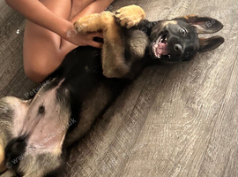 4 month old GSD