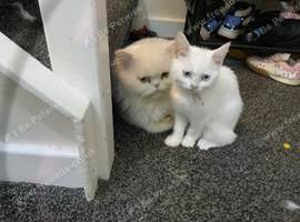 Kitten