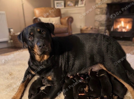 Beautiful pups
