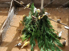 Aviary  canaries  for sale 25 birds
