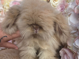 Teddywidder