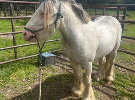 Cob Stallion (Stud Only)