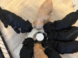 5 cockapoo puppies