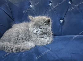 British longhair kittens