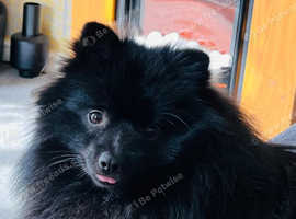 black pomeranian for stud