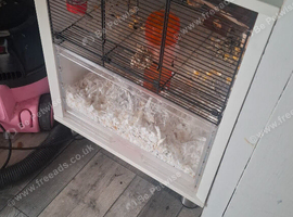 Winter white hamster and cage