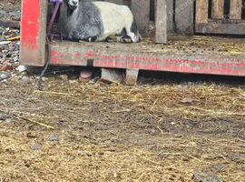 Weather pygmy goat
