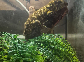 Beautiful 1.2 leachianus gecko