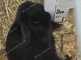 Girl rabbit