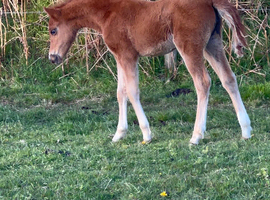 Beautiful filly