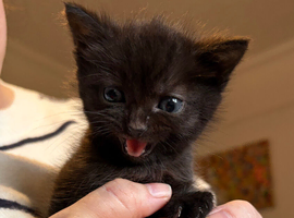Black kittens with ghost stripes