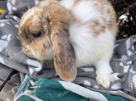 Beautiful male mini lop