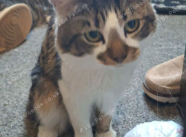 male cat 1 year old