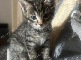 6 weeks old arable fluffy tabbie kittens