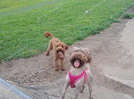 Cockerpoo Pup Girl & Boy