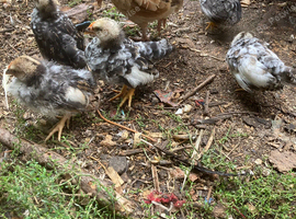 Serama chicken
