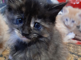 Selling 2 kittens