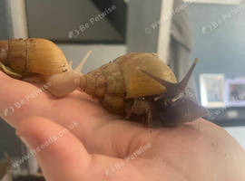 2 giant African land snails