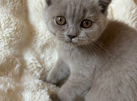 Pedigree British shorthair kittens