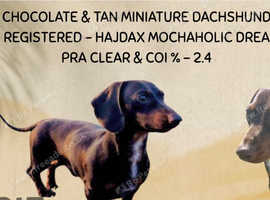 KC Registered Chocolate & Tan Miniature Dachshund Stud &pound;200