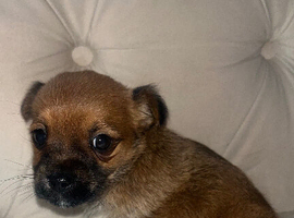 Beautiful Jack Chi boy