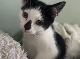 Handsome black and white male kitten