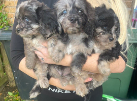 Cavapoo boys and girls