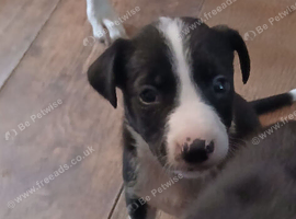 Puppy for sale