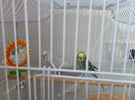 budgerigar