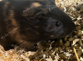 6 guinea pig babies - if this ad is still up I will still have Guinea pigs available.
