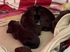 Sprockerdor puppies for sale