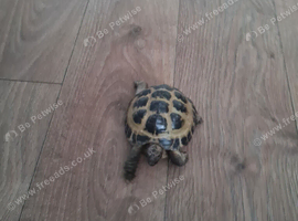 Male horsefield tortoise