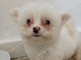 8 week old. Male pomchis