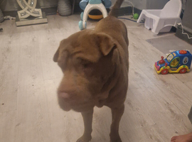 Male shar pei