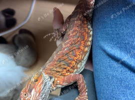 75% red monster leatherback male