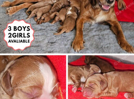 KC Reg Red Working Cocker Spaniel Puppies